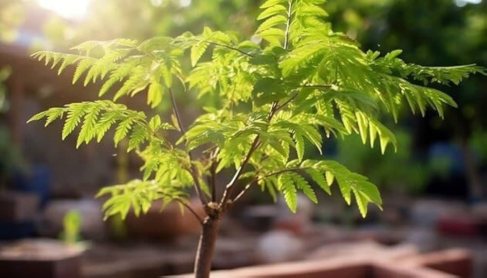 Neem Tree
