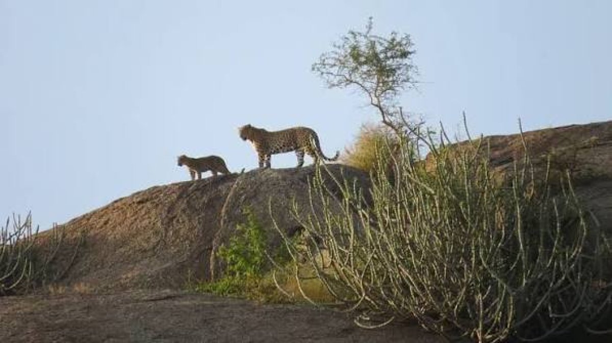 Jawai Bandh Pali Wilflife Leopard Safari