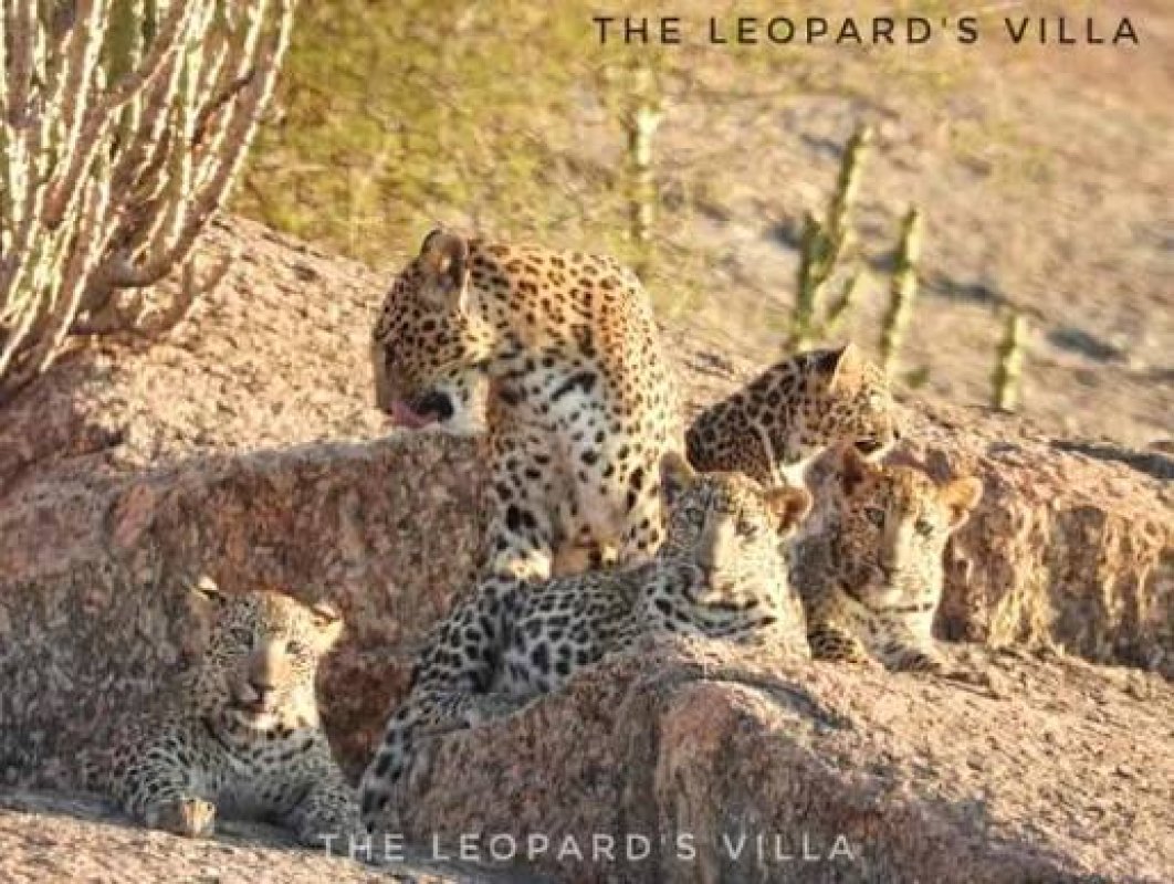 Jawai Bandh Pali Wilflife Leopard Safari